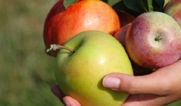 Táo, lê nhập khẩu sẽ được giám sát chặt chẽ